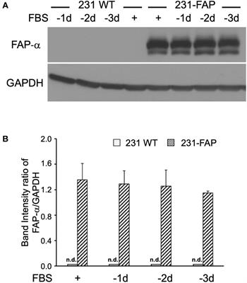 Functional roles of FAP-α in metabolism, migration and invasion of human cancer cells